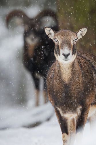Europäische Mufflons im Schneetreiben von Daniela Beyer