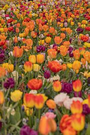 tulips on the wall by Karin Riethoven