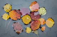 Drijvende herfstblaadjes von Michel Lucas Miniaturansicht