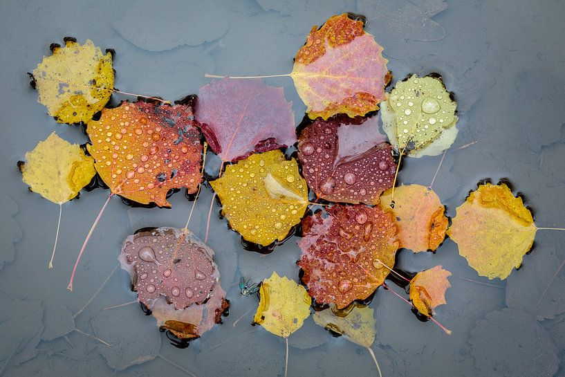 Drijvende herfstblaadjes by Michel Lucas