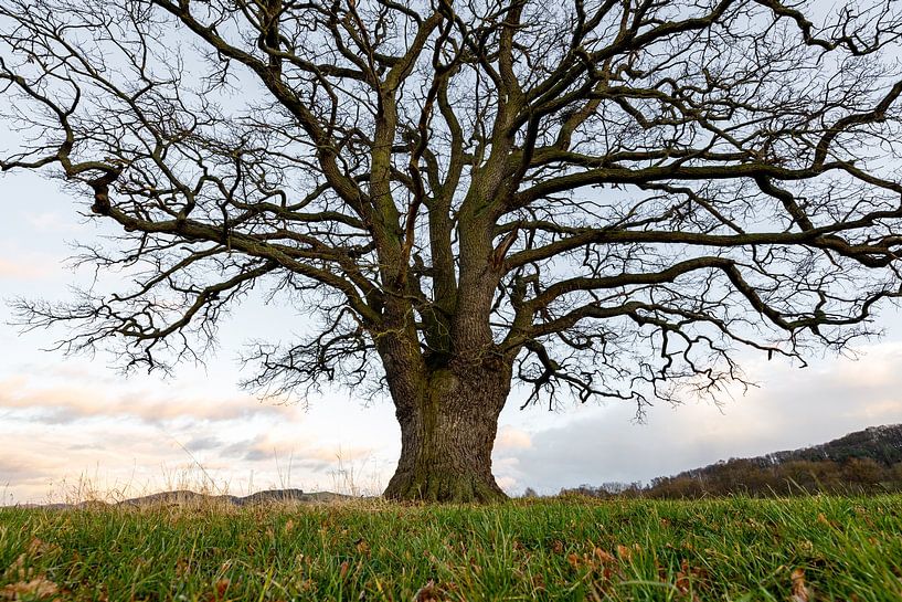 Le chêne épais par Roland Brack