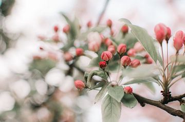 Branch with pink blossom