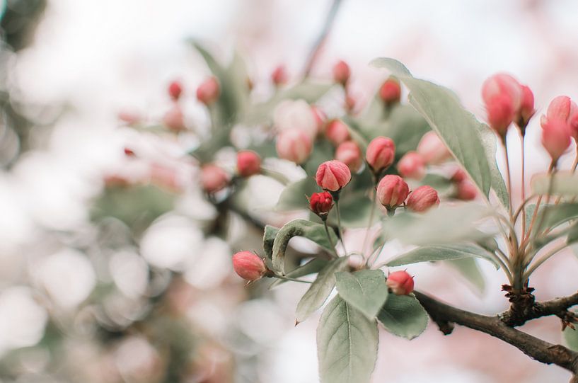 Branch with pink blossom by Dennis  Georgiev