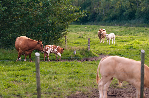 Mothers with their calfs