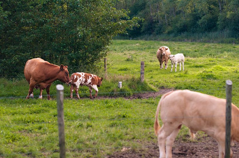 Mothers with their calfs von Tommy Köhlbrugge