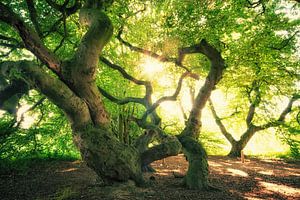 Forêt de Süntelbuchen