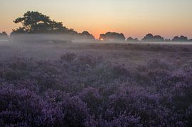 Drenthe Moor, Exloo von Rene Mensen