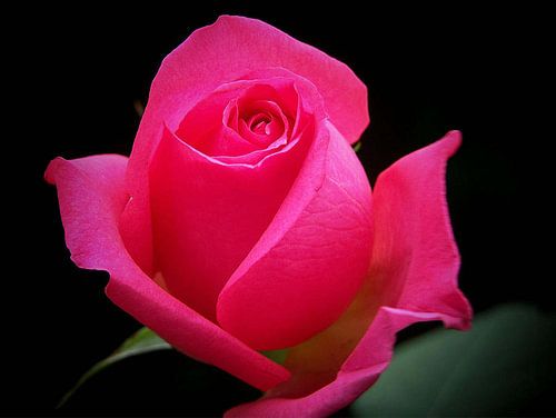 Jolie en rose