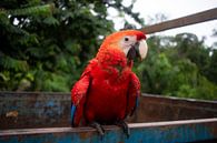 Roter Papagei Seitenansicht von Kimberley Riel Miniaturansicht