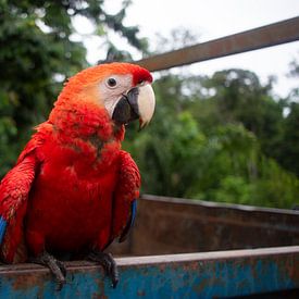Roter Papagei Seitenansicht von Kimberley Riel