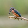 IJsvogeltje speurt naar visjes van Martin Bredewold