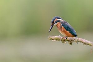 Eisvogel