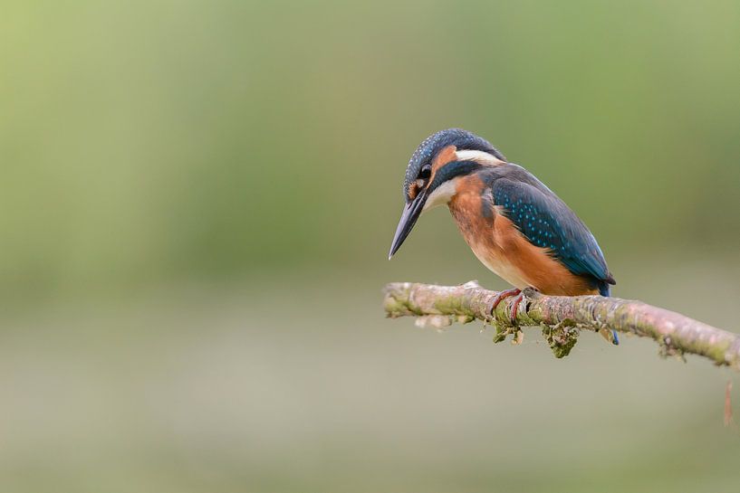 Eisvogel von Martin Bredewold
