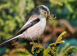 Schwanzmeise nistet in unserem Garten von Natuurpracht   Kees Doornenbal