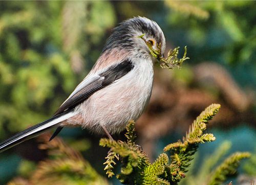 Staartmees nestelde in onze tuin