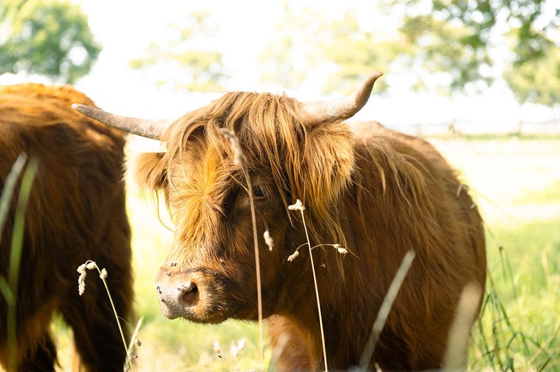 Beef 2 by Bas Schneider