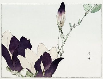 Paarse magnolia. Traditionele Japanse ukiyo-e
