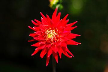 Dahlia à fleurs rouges,Allemagne, Europe