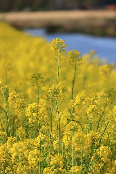 Yellow spring flowers by Bobsphotography