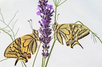 Butterflies on flower