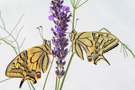 Vlinders op bloem van Gelein Jansen