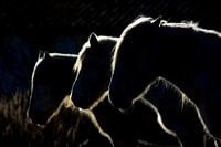 Paarden (gekleurde versie)
