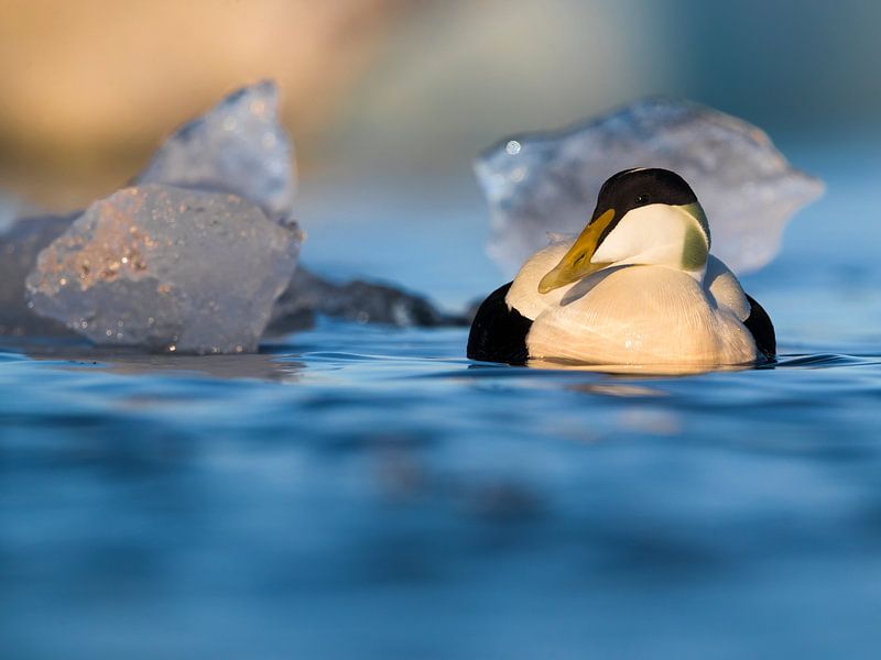 Eiderente, Somateria mollissima borealis von AGAMI Photo Agency