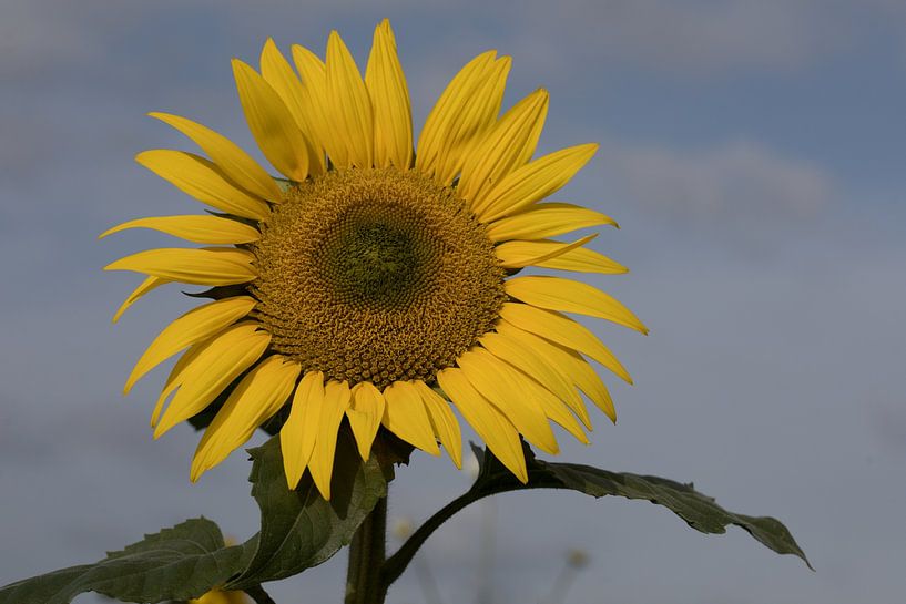 Closeup of a gorgeous sunflower on a summer day against a blue sky background by W J Kok