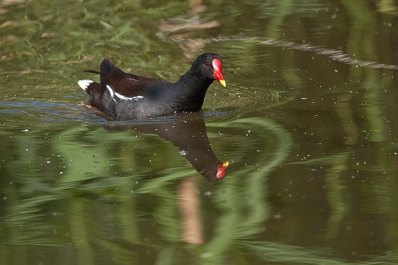 Water fowl : DIergaarde Blijdorp by Loek Lobel