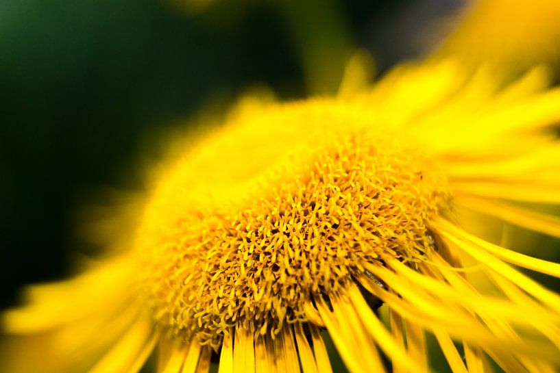 close up bloem par Frencis van Run