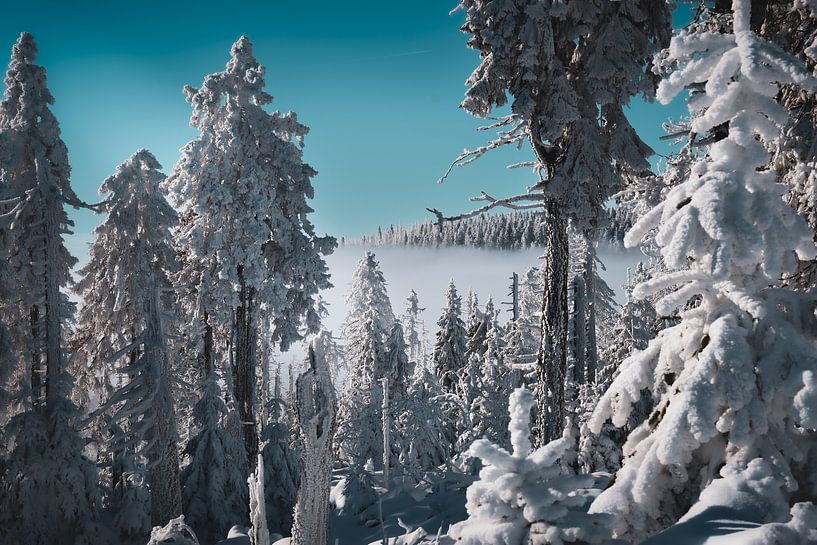 Above the fog by Lisa Fredersdorf