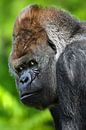 Portret  van een gorilla  - Alpha Male van Chihong thumbnail