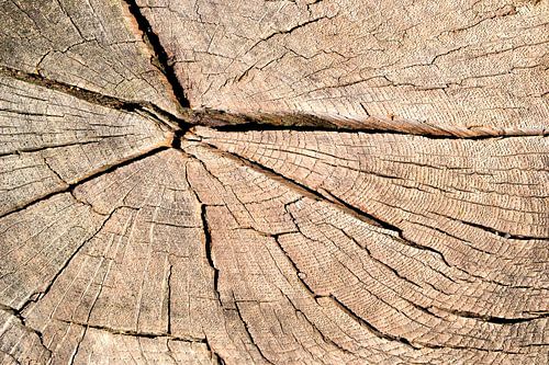 Boomschijf van een afgezaagde boom