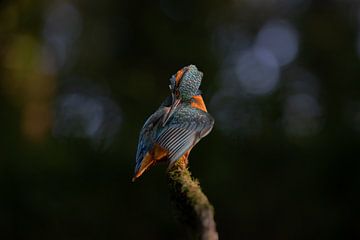 Eisvogel im Abendlicht von Luuk Belgers