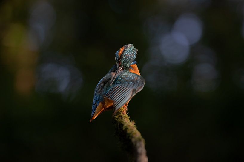 Kingfisher in evening light by Luuk Belgers
