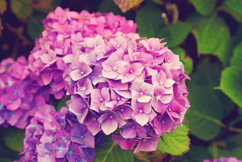 Hortensia van Bo Valentino