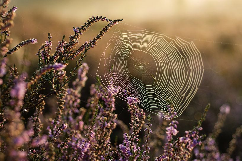 Magical sunrise spiderweb in flowers by Dorota Talady