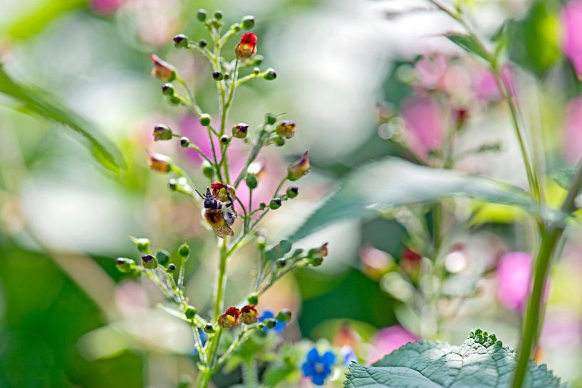sierlijk bloeiend helmkruid  by Hanneke Luit