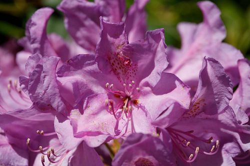 Pink Rhododendronblüte,  Close-Up, Deutschland