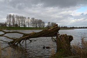 Arbre brisé