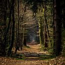 Waldweg im Herbst (Holland) von ErikJan Braakman Miniaturansicht