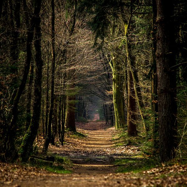 Waldweg im Herbst (Holland) von ErikJan Braakman
