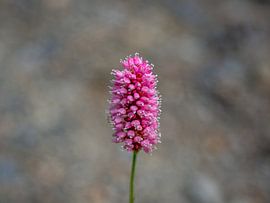 Rosenbürste Blume von Stijn Cleynhens