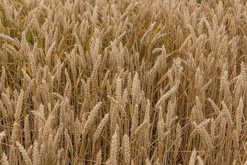 Grain, our golden food by Ans Bastiaanssen