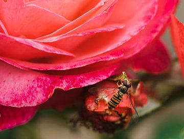 Snorzweefvlieg op een roze roos van Bianca Fortuin