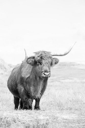 Scottish Highlander