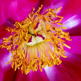 closeup of a rose by W J Kok