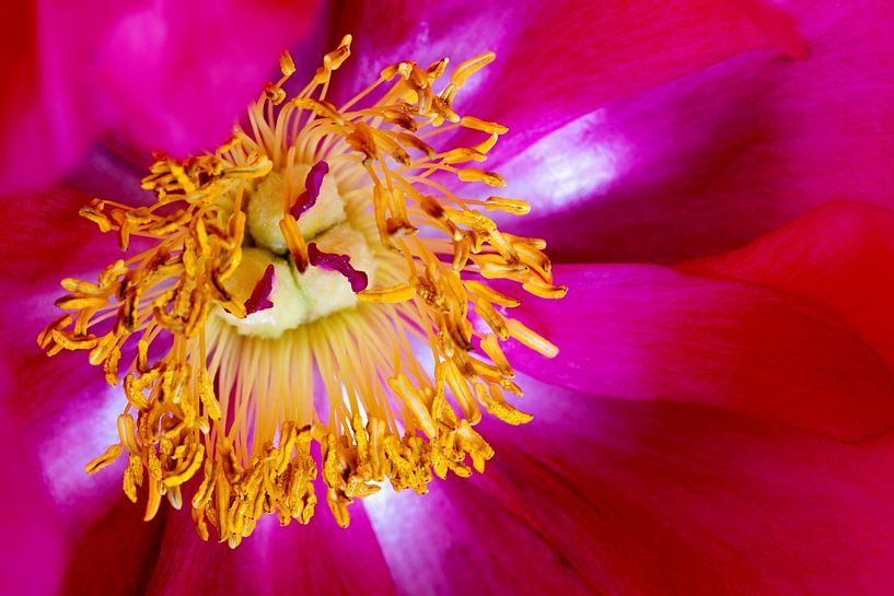 Nahaufnahme einer Rose von W J Kok