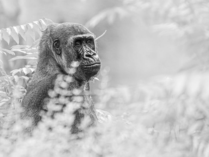 Gorilla in de struiken van Scholtes Fotografie