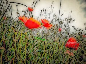 Sanfte Mohnblumen-Träume